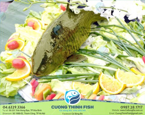 Cá sông Đà - Nhà, nhà mê