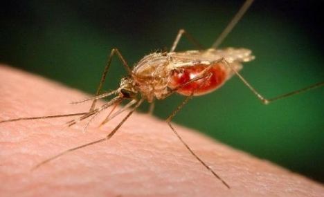 CHẾ PHẨM TRỪ MUỖI,KIẾN,GIÁN THẢO MỘC 10S