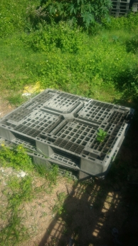 Chuyên thùng rác,sóng nhựa ,pallet gỗ thông tại Đà Nẵng