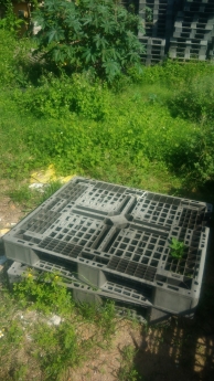 Chuyên thùng rác,sóng nhựa ,pallet gỗ thông tại Đà Nẵng