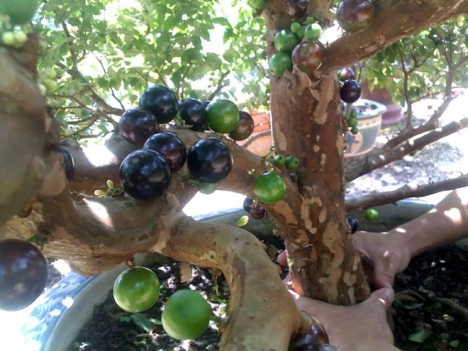 Bán Cây Cảnh , Cây Ăn Trái Ngoại Nhập