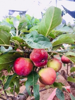 Cây táo lùn Mỹ trĩu quả tại vườn