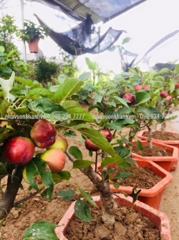 Cây táo lùn Mỹ trĩu quả tại vườn