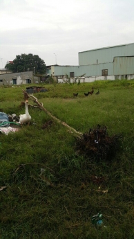 Cần bán gấp 2 lô đất ở đường Lê Thị Riêng, quận 12, gần UBND quận 12