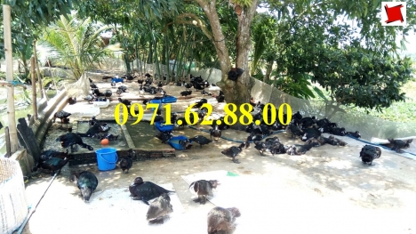 Máy băm chuối làm thức ăn cho gà vịt giá rẻ