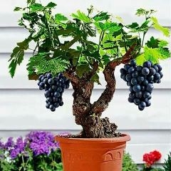 hạt giống nho lùn Pháp f1