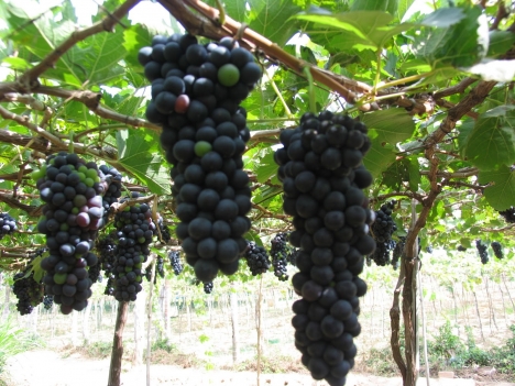 hạt giống nho lùn Pháp f1