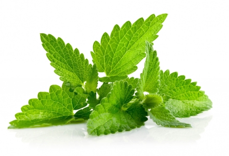 hạt giống bạc hà peppermint f1