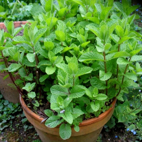 hạt giống bạc hà peppermint f1