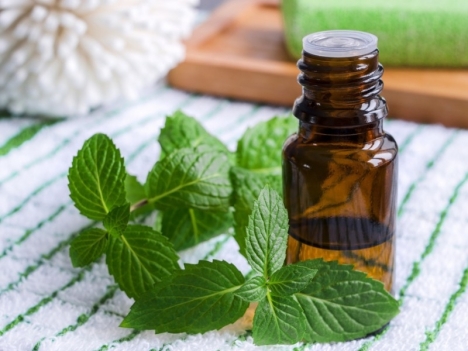hạt giống bạc hà peppermint f1