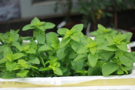 hạt giống bạc hà peppermint f1