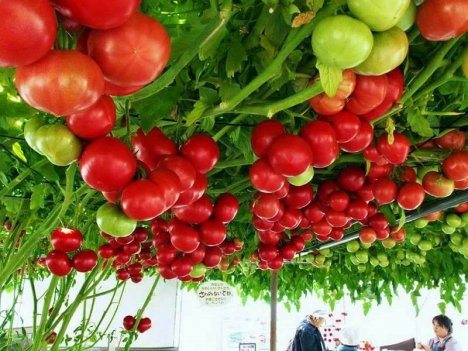 hạt giống cà chua leo giàn bạch tuột f1