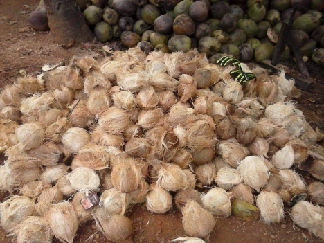 Dầu dừa nguyên chất nhà làm