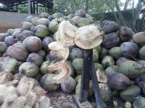 Dầu dừa nguyên chất nhà làm