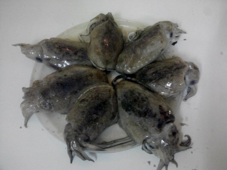 bán chả cốm, chả cá Hà nội và hải sản sạch Phú Quốc