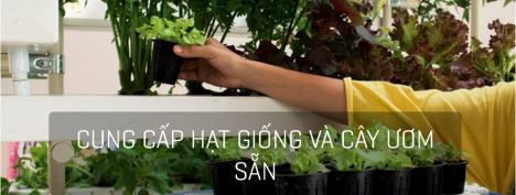 Cung cấp lắp đặt hệ thống khí canh, thuỷ canh, tưới nước phun sương tự động Lào Cai