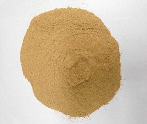 Bắp lên men 60% đạm