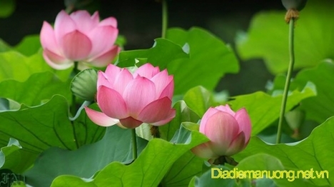 Quán Chay Ngon Quận Tân Phú