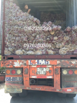 thảm INDO cao cấp giá tại kho