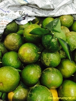 Nhà Vườn Chuyên Sỉ Lẻ Cam Sành Cái Bè Tiền Giang