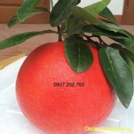 Cung Cấp Bưởi Đỏ Tiến Vua Tại TPHCM