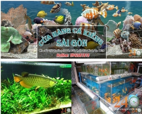 Cửa Hàng Cá Cảnh Sài Gòn
