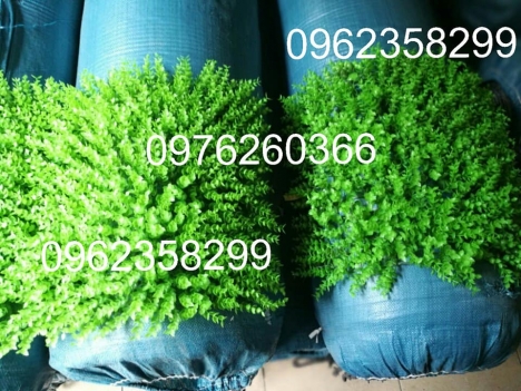 Cỏ nhân tạo giá rẻ hà nội