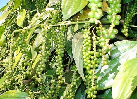 Cung cấp cà phê, bơ, tiêu tại Việt Nam- KTC Việt Nam