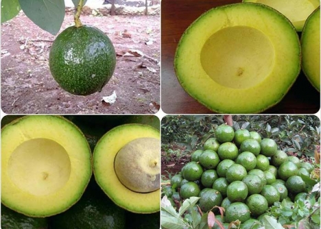 Cung cấp cà phê, bơ, tiêu tại Việt Nam- KTC Việt Nam