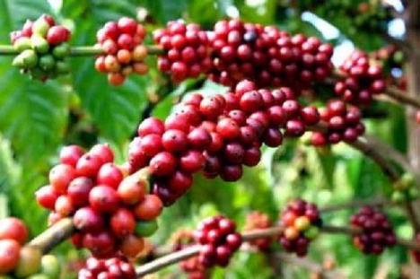 Cung cấp cà phê, bơ, tiêu tại Việt Nam- KTC Việt Nam