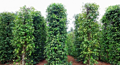 Cung cấp cà phê, bơ, tiêu tại Việt Nam- KTC Việt Nam