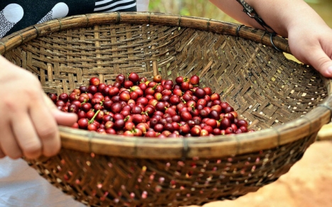 Cung cấp cà phê, bơ, tiêu tại Việt Nam- KTC Việt Nam