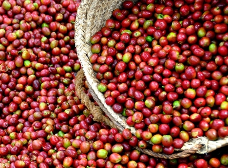Cung cấp cà phê, bơ, tiêu tại Việt Nam- KTC Việt Nam