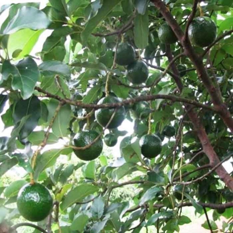 Cung cấp cà phê, bơ, tiêu tại Việt Nam- KTC Việt Nam