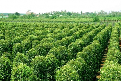 Cung cấp cà phê, bơ, tiêu tại Việt Nam- KTC Việt Nam