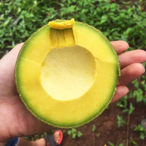 Cung cấp cà phê, bơ, tiêu tại Việt Nam- KTC Việt Nam