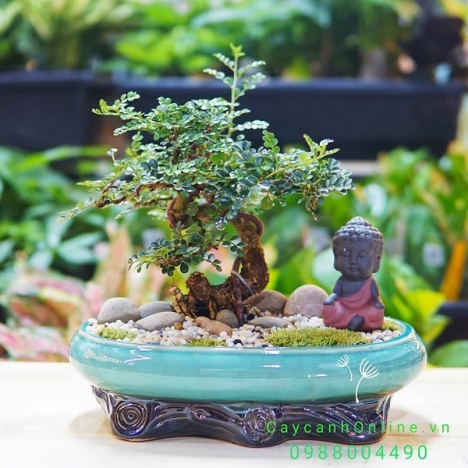 Bán các loại cây văn phòng, cây cảnh để bàn, cây phong thủy, sen đá, xương rồng, tiểu cảnh...
