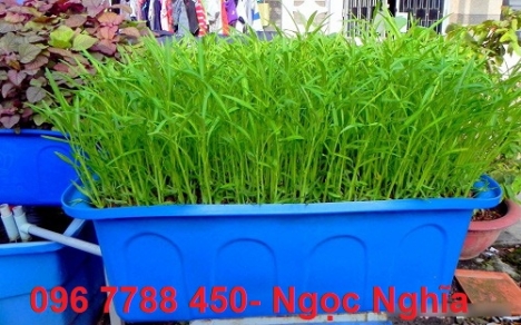 Thùng nhựa đặc nuôi cá 750lit 1 lớp (kt:D1510 x R1100 x 720 mm)