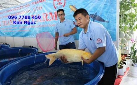 thùng nhựa tròn 1000lit nuôi cá koi giá rẻ