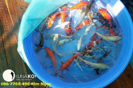 thùng nhựa tròn 1000lit nuôi cá koi giá rẻ