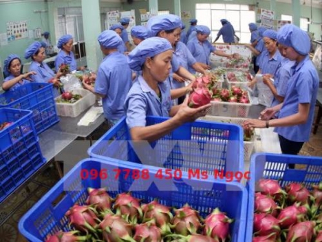 rổ nhựa 26 bánh xe đựng hàng dệt may xí nghiệp