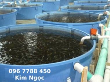 thùng nhựa tròn 1000lit nuôi cá koi giá rẻ