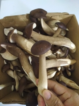 nấm mối đen himana