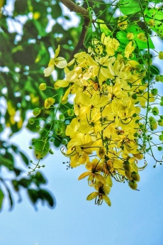 Bán lô đất mặt tiền Đức Ninh Đông