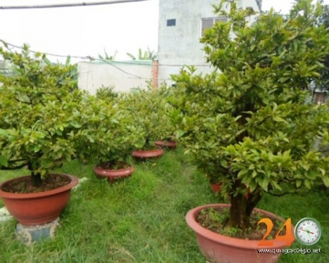Vườn Mai Hóc Môn