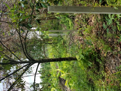 Bán đất Cầu Trắng - Thạnh Lộc 583m²