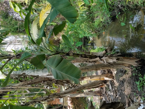 Bán đất Cầu Trắng - Thạnh Lộc 583m²