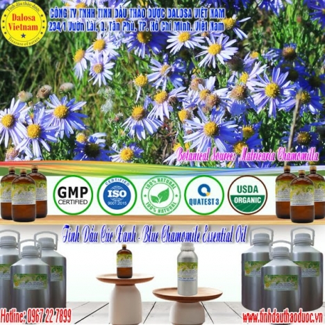 Tinh dầu Hoa Cúc Xanh nguyên chất 1000ml