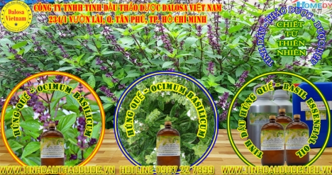 Tinh dầu Húng Quế tốt cho tiêu hóa 1000ml