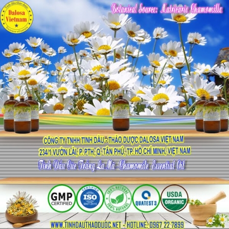 Tinh dầu Cúc Trắng La Mã chống trầm cảm 1000ml
